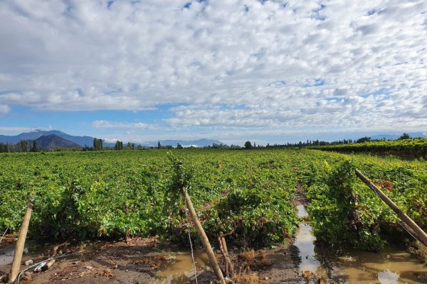 Se agudiza efecto de lluvias en las frutas: Asoex advierte que daños afectarán volumen de producción y exportación