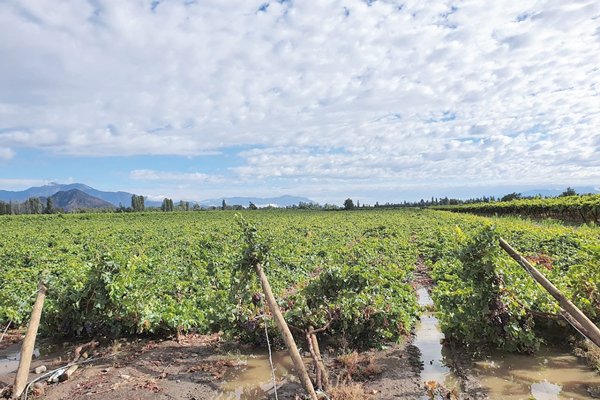 Fruteros declaran “catástrofe agrícola” tras lluvias: uva de exportación es la más afectada