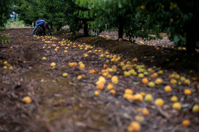 <p>Ministra Undurraga advierte que el efecto de las lluvias "pegará fuerte" en la agricultura de exportación</p>