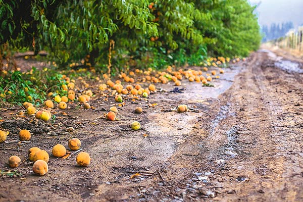Agricultura advierte que el efecto de las lluvias “pegará fuerte” en el sector
