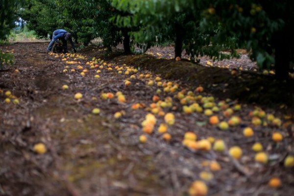 Ministra Undurraga advierte que el efecto de las lluvias "pegará fuerte" en la agricultura de exportación