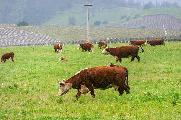 Se desata la guerra de la leche: Productores de Los Ríos demandan a NotCo asegurando que “pretende confundir para aprovechar la fama de otros”