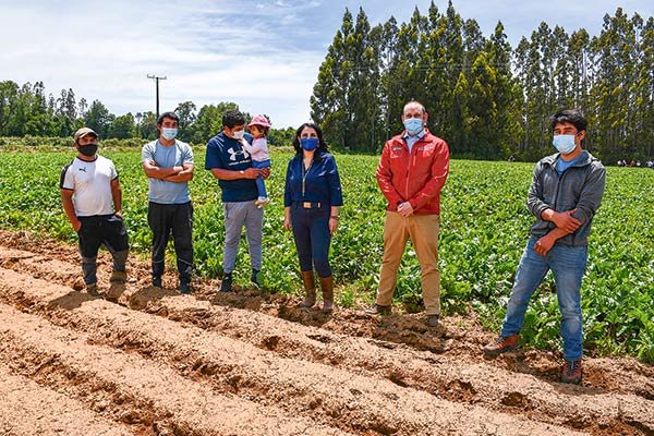 En diciembre el Gobierno entregó tierras a la Cooperativa Mapuche El Natre en Freire. Fueron 800 hectáreas con riego para cultivo de distintas hortalizas.