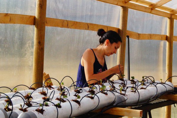 Investigadores de la Universidad de Concepción crean biopesticida en polvo para hortalizas