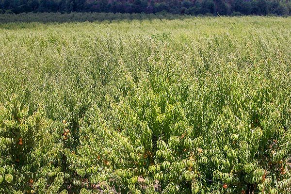 Escasez de mano de obra: el inesperado efecto del retiro del 10% y los bonos estatales