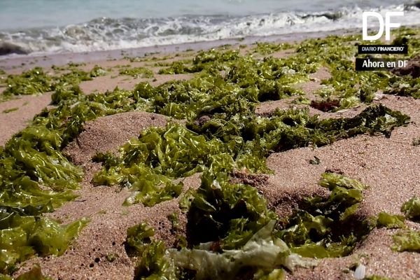 <p>Ahora en DF| ¿Qué provoca la presencia de algas en los centros de cultivo de salmones?</p>