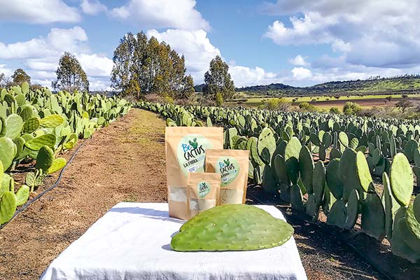 Plantaciones y productos de Nopal, Becactus.