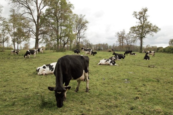 Granja Pablo Montivero, productor de leche. Río Negro.