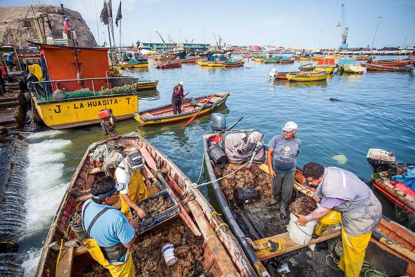 Pesca: la insistencia del gobierno tras el fallo de la Suprema