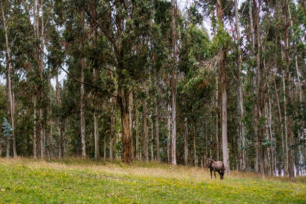 La meta es recuperar y restaurar durante 2021 17 mil hectáreas de bosque nativo.