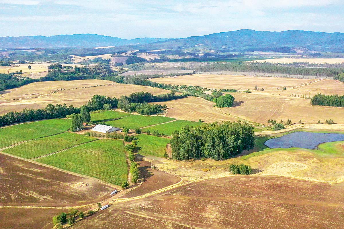 <p>Vinos con tensión: el despegue del Malleco en la Araucanía</p>