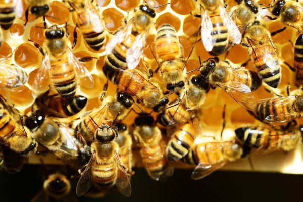 La proteína sintética ataca a la "Loque Americana" que afecta a las abejas y colmenas.