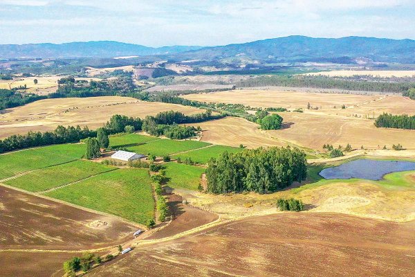 Vinos con tensión: el despegue del Malleco en la Araucanía