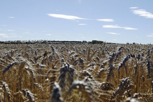 Plaga de ratones amenaza a la industria agrícola de US$ 51 mil millones de Australia