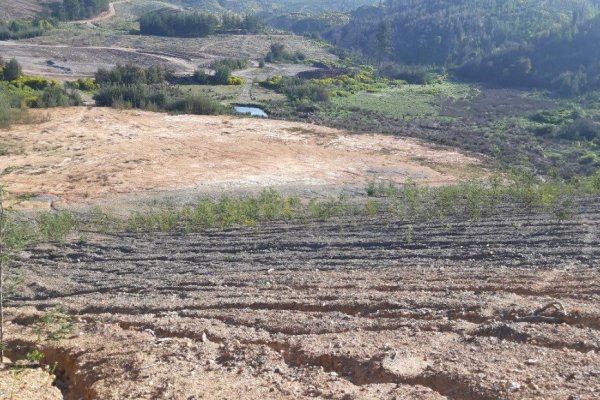 El principio de no regresión busca evitar bajar los estándares de protección ambiental ya alcanzados.