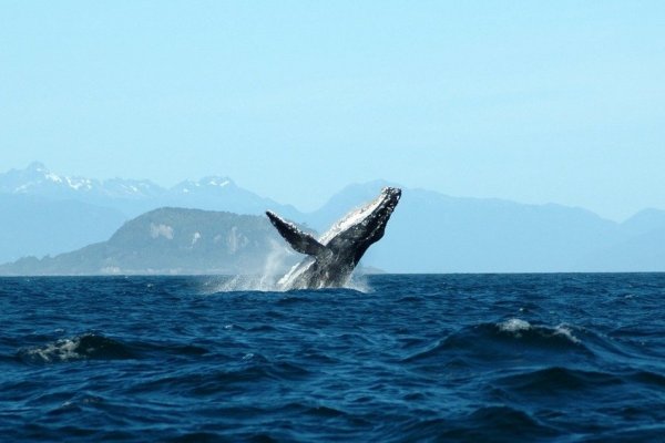 Chile se une a nueva Alianza Internacional para las Áreas Marinas Protegidas, la Biodiversidad y el Cambio Climático