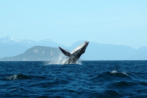 La alianza busca fomentar el rol de las áreas marinas protegidas (AMPs) como soluciones basadas en la naturaleza para combatir el cambio climático