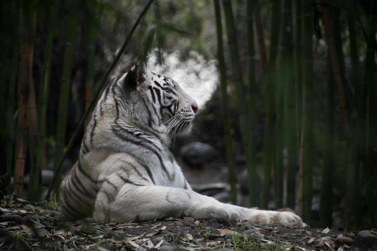 <p>Apadrinamiento de animales y nuevos negocios, el plan de Buin Zoo para salir de la crisis</p>