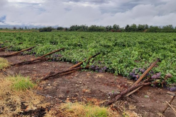 Bloomberg: Pasa chilena, el otro cultivo afectado por problemas climáticos