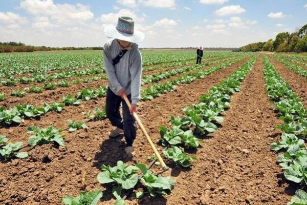 Ministra Undurraga y consejera del B. Central expondrán en tradicional encuentro del agro