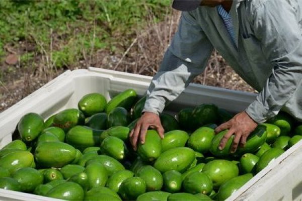 Lo que nos dicen los cultivos de paltas en Sicilia sobre el cambio climático y el futuro de la alimentación