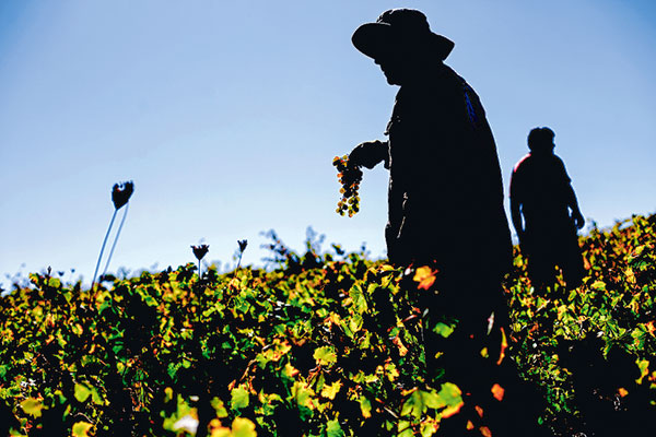 Fedefruta: “Los agricultores tendrán que decidir qué cultivar y qué no”
