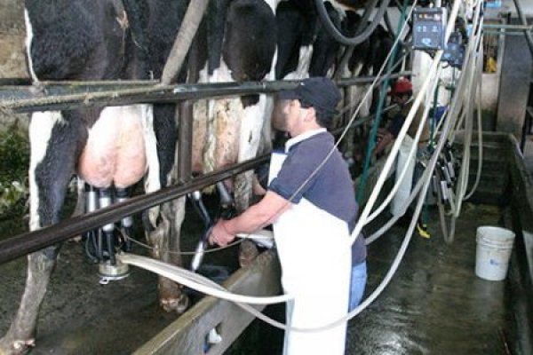 Gremio de productores de leche: operación iniciada por Fonterra "no es una sorpresa"