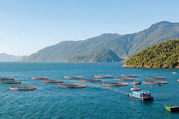Salmones Camanchaca propone aumento de capital por hasta US$ 30 millones para sustentar planes a 2023