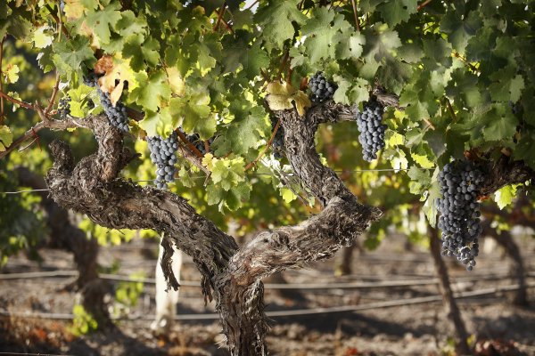 Vino ícono de Santa Rita entra a la red de distribución Place de Bordeaux