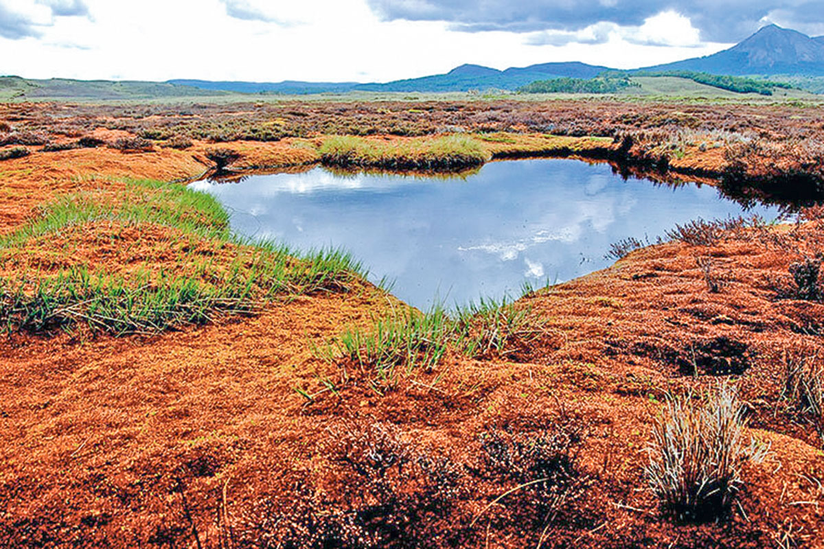 <p>Proyecto artístico ambiental de la curadora Camila Marambio representará a Chile en Venecia</p>