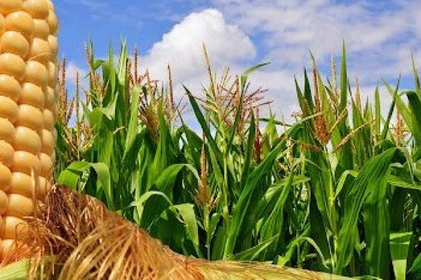 Tras las restricciones de envíos de carne, ahora el gobierno argentino limita las exportaciones de maíz