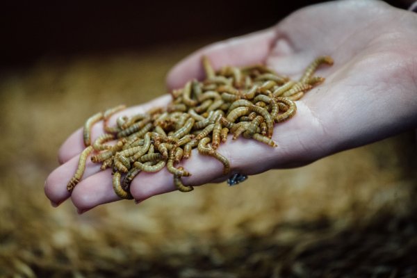 Unión Europea certifica a grillos, gusanos y saltamontes como alimentos aptos para consumo humano