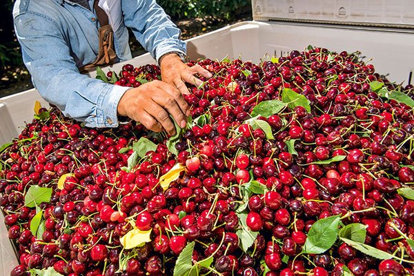 El balance de la cereza: exportadores aumentan sus apuestas para el cierre de la temporada y celebran el avance de nuevos mercados