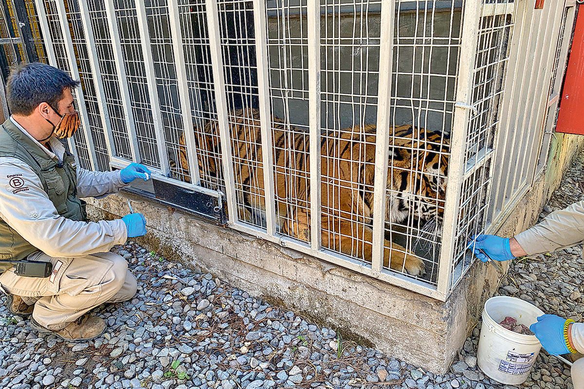 <p>Animales del Buinzoo vacunados contra el Covid-19</p>