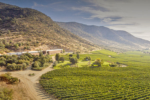 Viña San Pedro concentrará sus vinos finos en Isla de Maipo