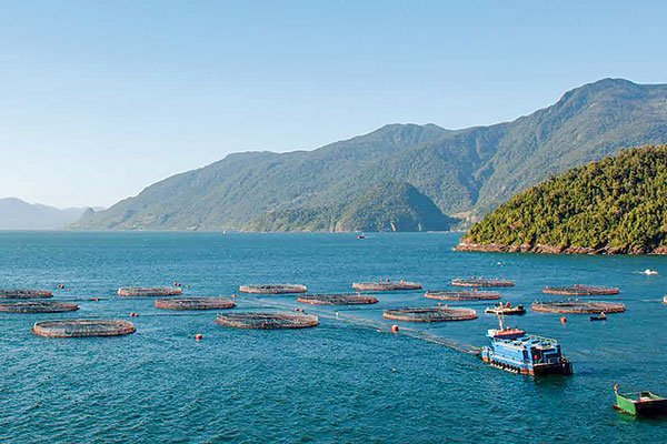 Salmones Camanchaca culmina periodo de opción preferente en aumento de capital y más de 96% de acciones fueron suscritas