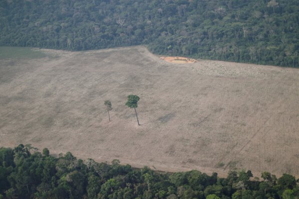 Aumento en la deforestación de la sabana más biodiversa del mundo alarma a los científicos brasileños