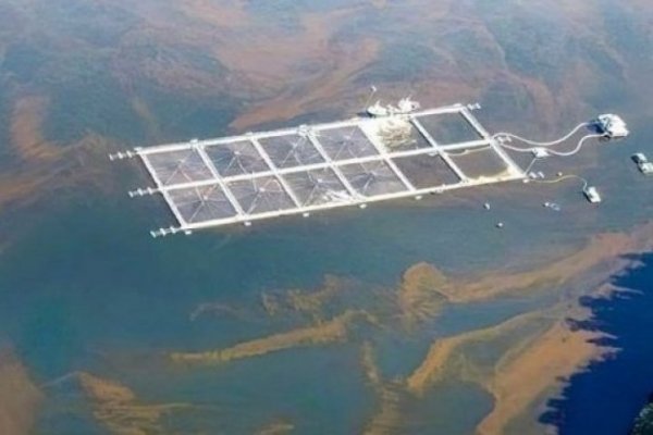 Salmones Austral reporta "elevada mortalidad" en centro de engorda tras impacto de bloom de algas