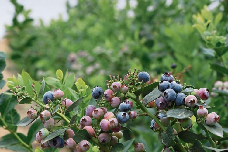 <p>Inka´s Berries innova en genética de arándanos y apunta a mercado premium</p>
