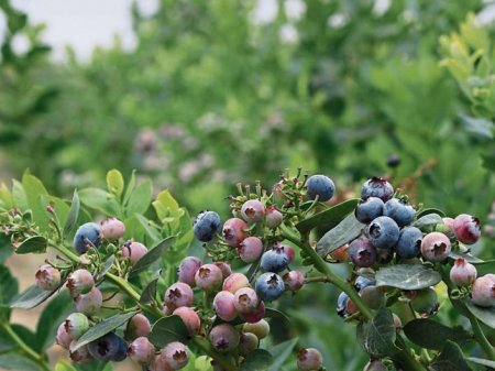 Inka´s Berries innova en genética de arándanos y apunta a mercado premium