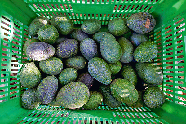Estados Unidos puso pausa a importación de paltas mexicanas: precio subiría por menor oferta