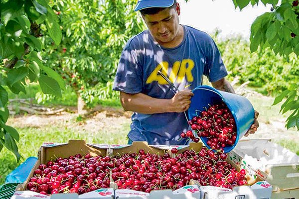 Asoex se une a alianza internacional de comercio de frutas y verduras contra alza de costos logísticos