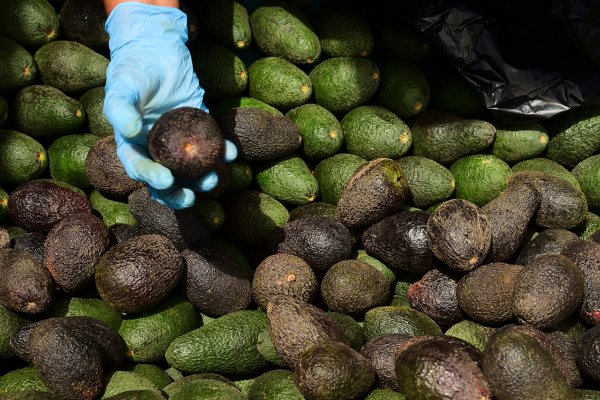 EE.UU. prohíbe ingreso de paltas mexicanas: ¿Oportunidad para Chile?
