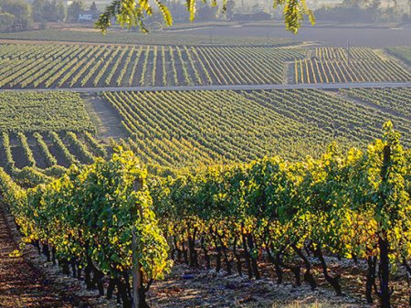 Vinos de la Patagonia: denuncian en Argentina a bodegas de Chile y éstas responden