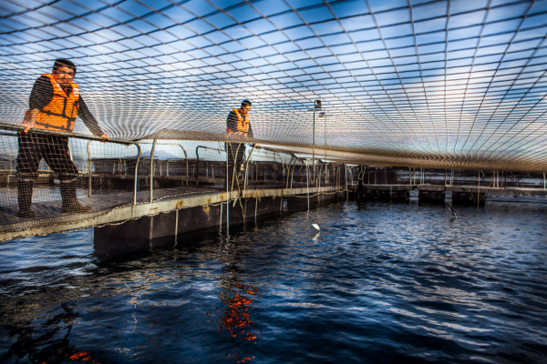 Resultados de Salmones Camanchaca se ven golpeados por floraciones de algas y continúan en rojo