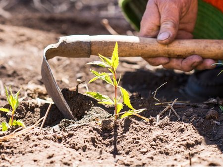 Lo que está en juego en la agroindustria peruana por la crisis Rusia-Ucrania