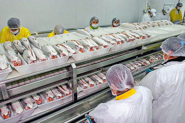 Industria salmonera atenta a conflicto bélico: “Hay posibilidad de que la cadena de abastecimiento se interrumpa”
