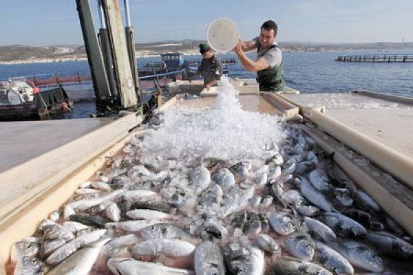 Pescadores artesanales de Coquimbo buscan anular permiso medioambiental de proyecto que moderniza puerto de la zona