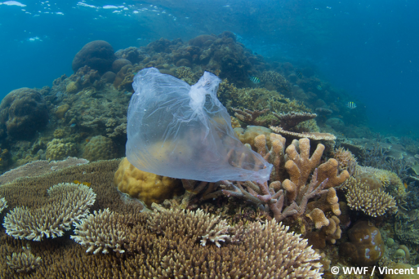 WWF Internacional: "Se requiere un tratado con estándares y objetivos claros y ambiciosos".