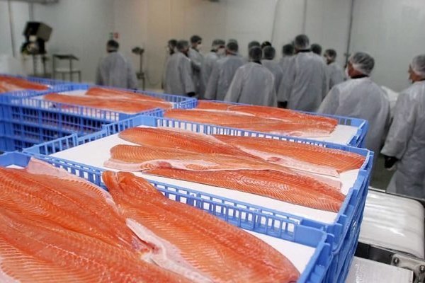 <p>Salmonera chilena incorpora a la norteamericana Cargill como nuevo socio</p>